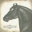Picture of NORMAN STALLION