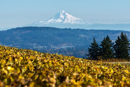 Picture of DUNDEE HILLS II