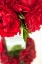Picture of RANUNCULUS I