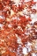 Picture of FALL LEAVES