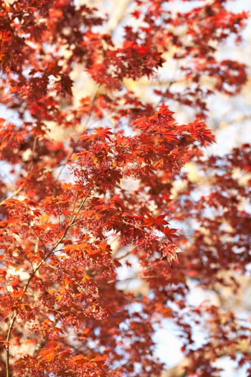 Picture of FALL LEAVES