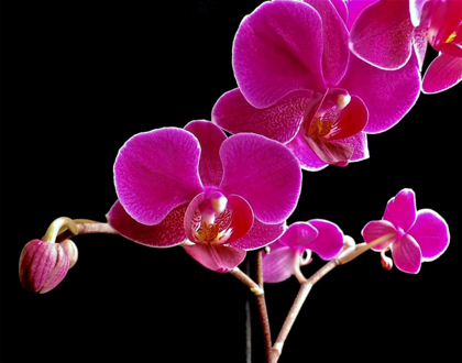 Picture of ORCHID ESSENCE II