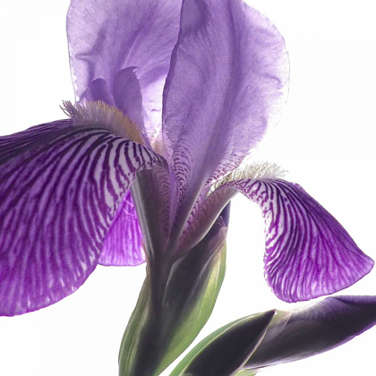 Picture of PURPLE IRIS IV