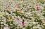 Picture of WHITE RANUNCULUS