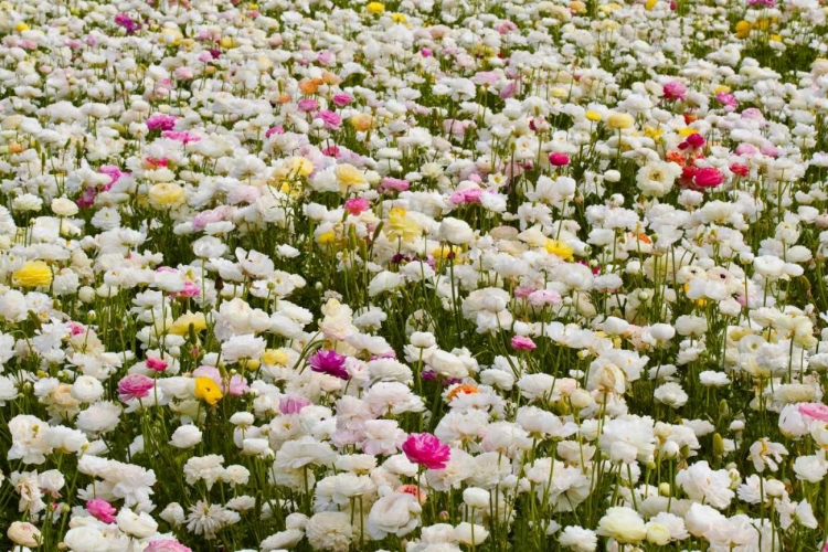 Picture of WHITE RANUNCULUS