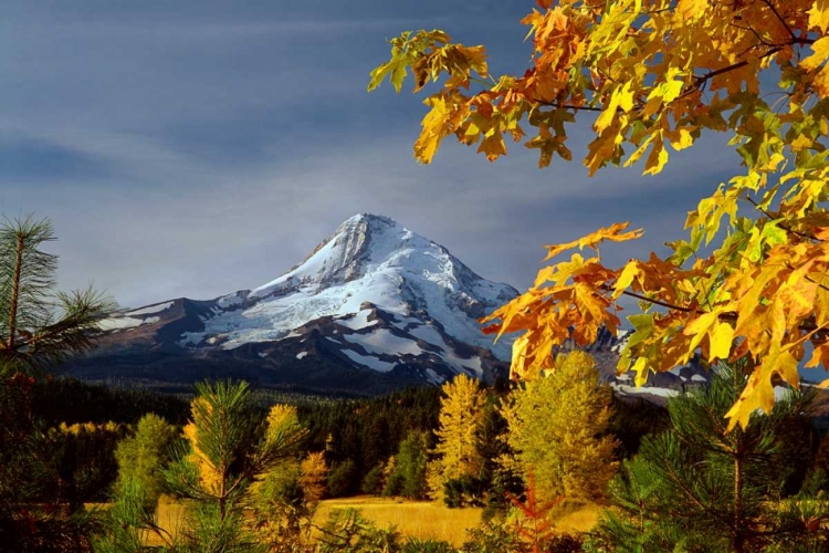 Picture of MT. HOOD PARKDALE