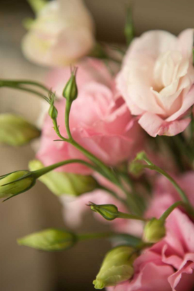 Picture of PINK BLOSSOMS II