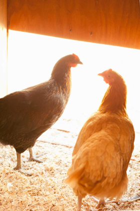 Picture of HENS
