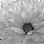 Picture of BLOOMING DAISY I BANDW