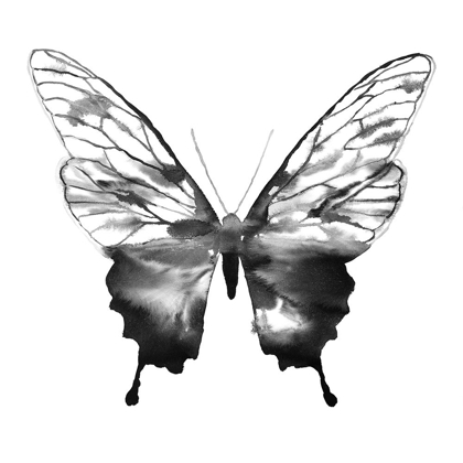 Picture of BLACK BUTTERFLY SKETCH