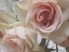 Picture of SUMMER ROMANCE II