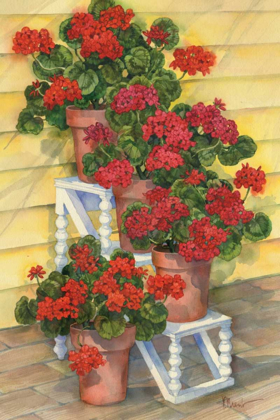 Picture of SPINDLE SHELF GERANIUMS