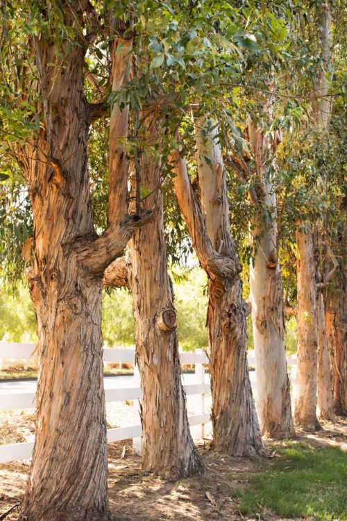 Picture of EUCALYPTUS TREES