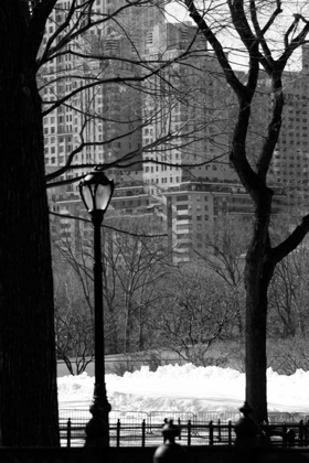 Picture of CENTRAL PARK CONCRETE FOREST