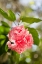 Picture of SPRING BLOOM II