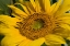 Picture of SUNFLOWER I