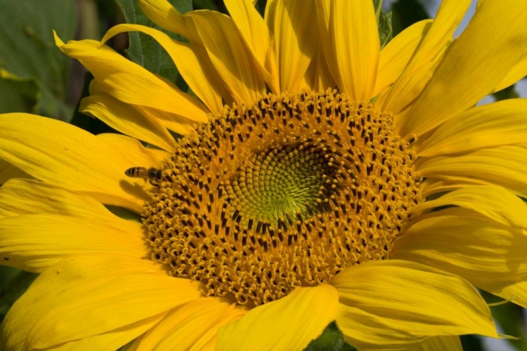 Picture of SUNFLOWER I