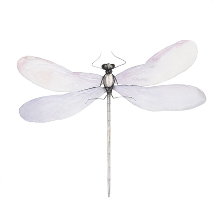 Picture of DELICATE DRAGONFLY