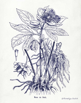 Picture of INDIGO BOTANICAL II