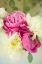 Picture of BOUQUET OF PEONIES