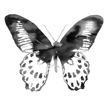 Picture of BLACK BUTTERFLY