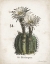 Picture of CACTI IV