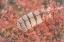 Picture of OWL FEATHER