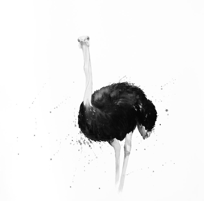 Picture of OSTRICH IN WATERCOLOR