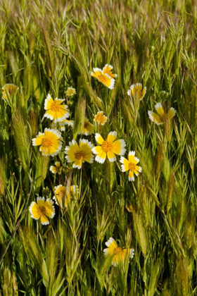 Picture of YELLOW AND WHITE III