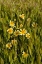 Picture of YELLOW AND WHITE III