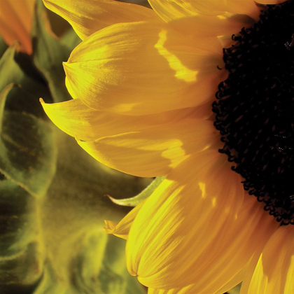 Picture of SUNLIT SUNFLOWERS VII