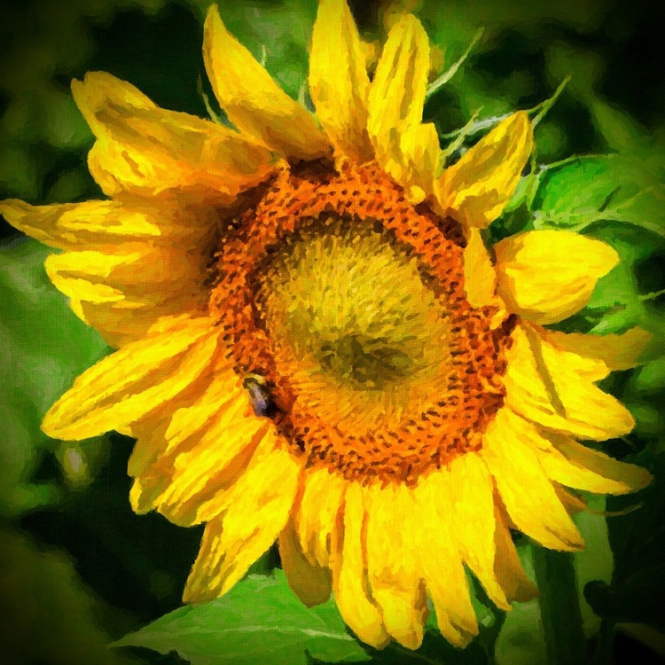 Picture of SUNFLOWER II