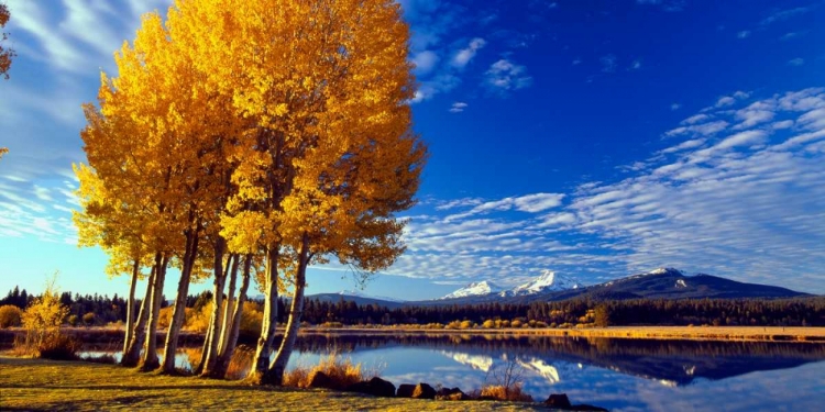 Picture of SISTERS IN AUTUMN I