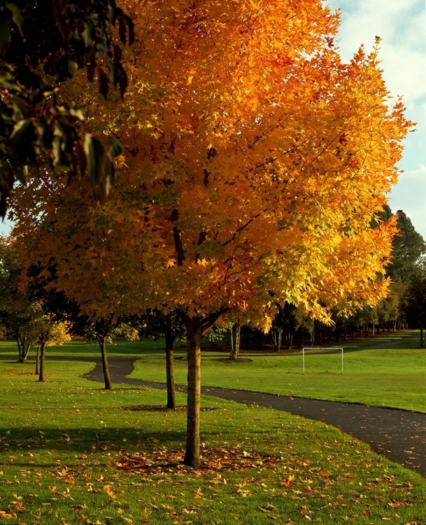 Picture of FALL SOCCER