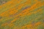 Picture of WILDFLOWER HILLS IV