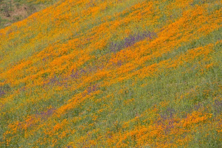Picture of WILDFLOWER HILLS IV