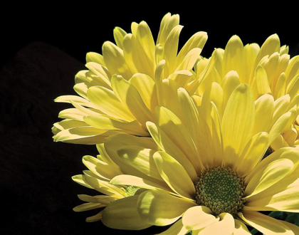 Picture of YELLOW DAISY II