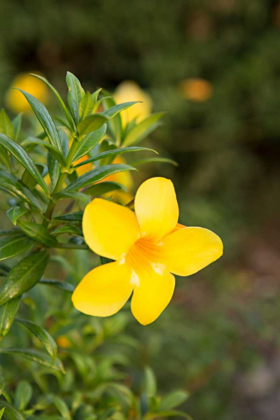 Picture of YELLOW BLOSSOM