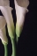 Picture of WHITE CALLAS I