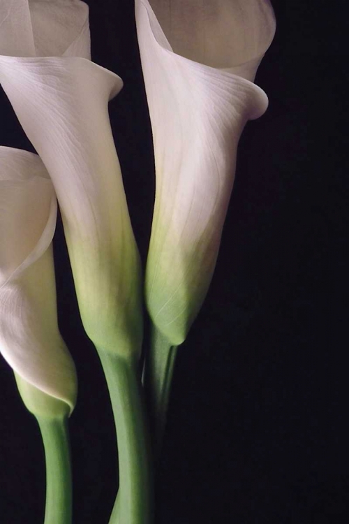 Picture of WHITE CALLAS I