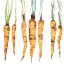 Picture of FRESHLY PICKED CARROTS