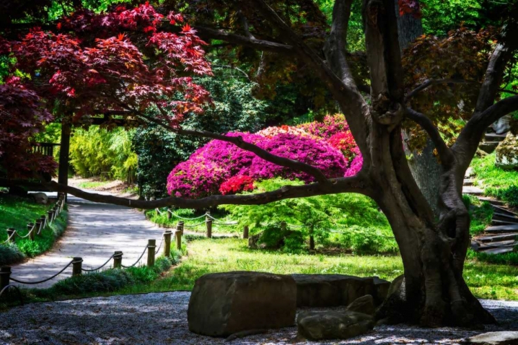 Picture of JAPANESE GARDEN III