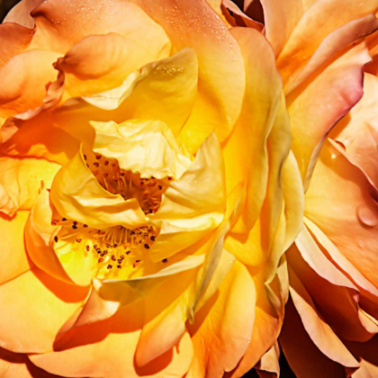 Picture of YELLOW FIRE ROSE I