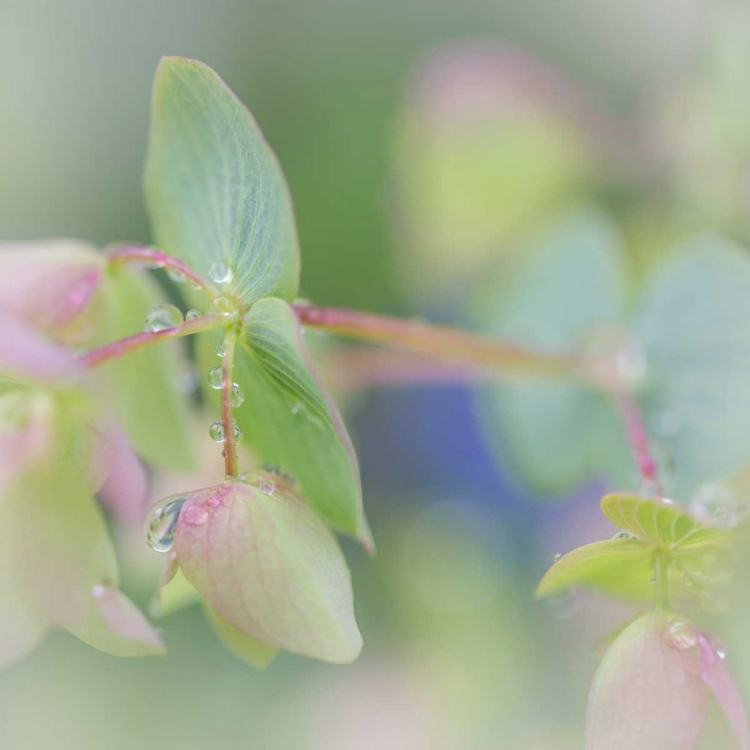 Picture of DEW COVERED OREGANO I