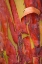 Picture of MADRONA BARK I