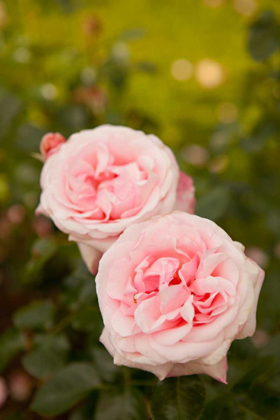 Picture of ROSE BUSH IV