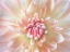 Picture of DAHLIA CLOSE UP I