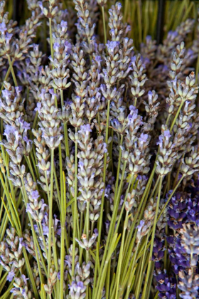 Picture of CUT LAVENDER I