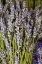 Picture of CUT LAVENDER I