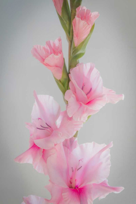 Picture of PINK GLADIOLA II